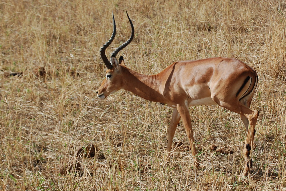 Tanzania - Impala  (Aepyceros melampus)